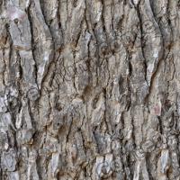 seamless tree bark 0003